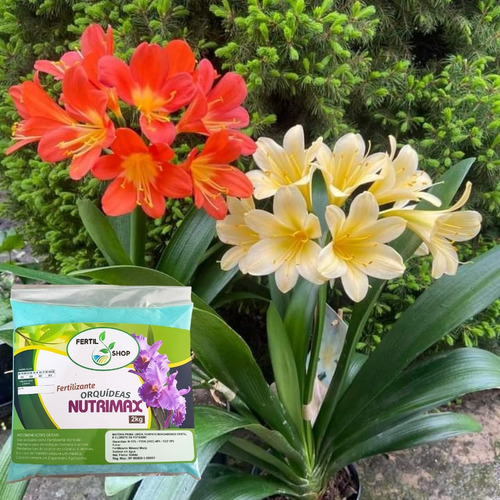 Adubo Fertilizante Nutrimax Npk 10 48 10 2kg