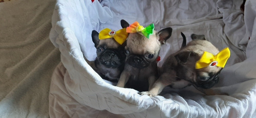 Imagem 2 de 2 de Filhotes Pugs