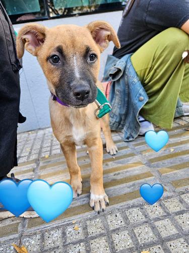 Cachorrito 3 Meses, David Ternurita Total, Leer Y Responder