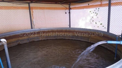 Imagen 8 de 24 de Angelica Nati Rent A House Finca En Venta Vallecito Tinaquillo Cojedes Cod 22m6016 Ar