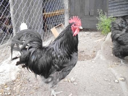 Gallo Orprington Negro