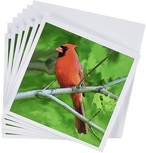 3drose Red Cardinal Greeting Cards 6 X 6 Inches Set