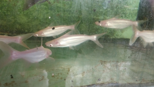10 Panga Pangasius Albino De 15 Cm