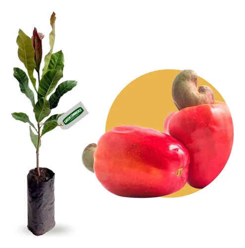 comprar Muda De Caju Anão Vermelho C\u002F Produção Precoce Todos Climas 