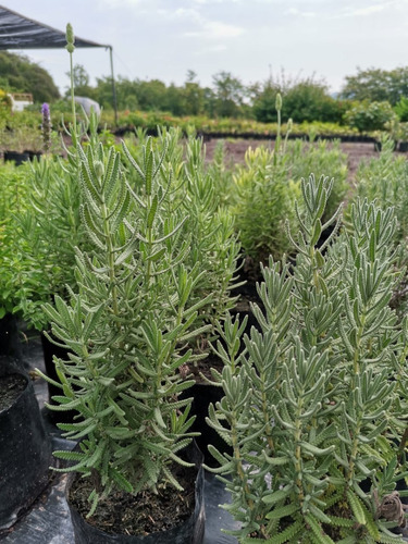 Imagen 3 de 3 de Paquete 5 Plantas De Lavanda Aromática