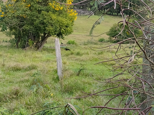 Imagem 2 de 13 de Chácara 1,5 Alqueires Não Tem Casa Só Terra,400mts Do Asfalto,localização Nobre,agua Cristalina Nascente,27 Kms Do Centro De Itapetininga - Ch00082 - 69505785