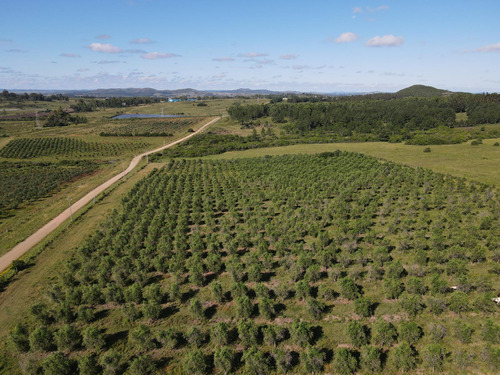 Chacra En  Chacras Del Cerro - Pan De Azucar