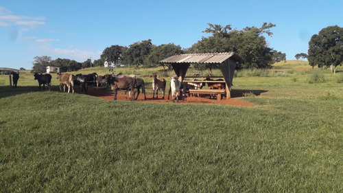 Imagem 8 de 9 de Fazenda Dupla Aptidão Município Campina Verde