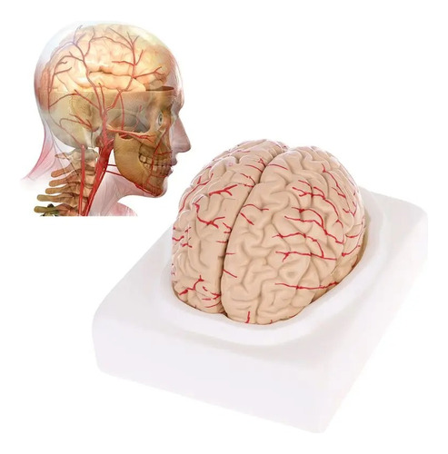 Cerebro Modelo De Simulación, Humano Para El Aprendizaje