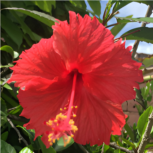 Cayena Roja, Planta De Jardín