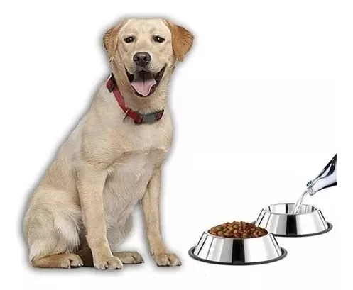 Tercera imagen para búsqueda de plato comida perro