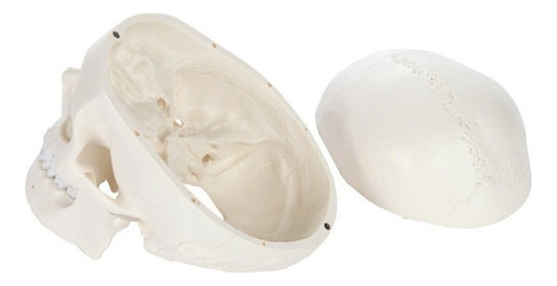 Yi Modelo De Calavera 1:1 Cabeza Cráneo Humano Anatomía