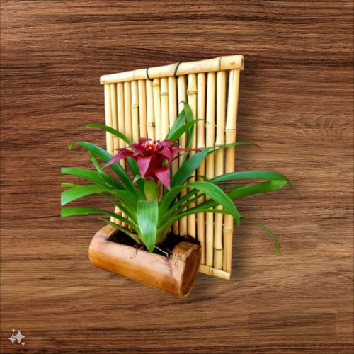 Bromélia Guzmania No Vaso De Bambu Artesanal Suspenso