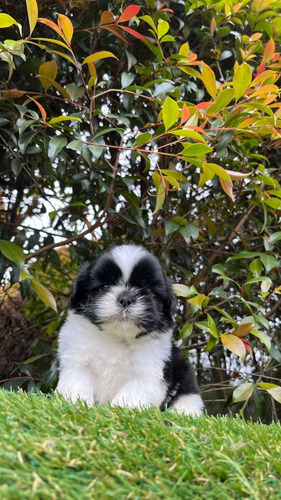 Cachorro Shitzu Med,bog,cali Animalpetscolombia