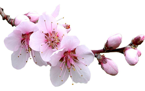 Prunus Sakura Cerezo Japonés, Cerezo De Flor 15lts