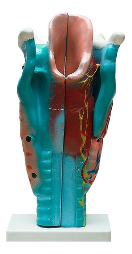 Garganta Ampliada Em 3 Partes - Anatomia - Laringe
