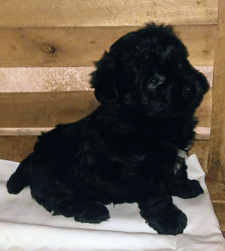 Imagen 3 de 5 de Caniche Toy Negro