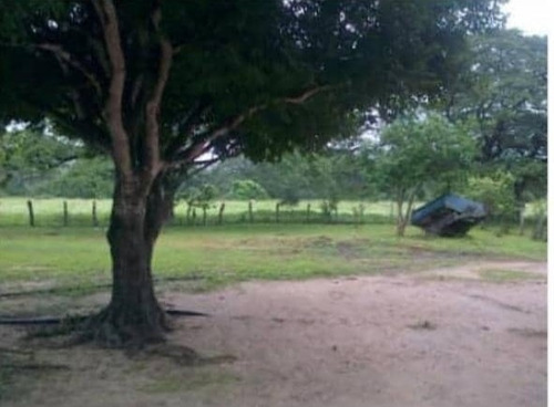 Imagen 3 de 14 de Finca En Venta En Edo. Barinas, Arismendi