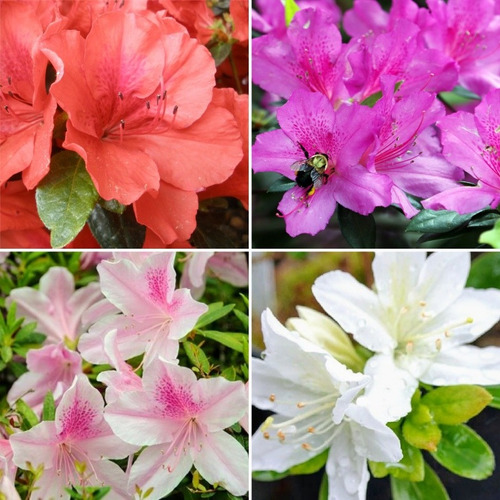 Azalea Japonica Doble 10litros, Bellisimas! Z/ Floresta