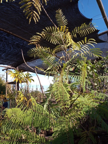 Imagen 6 de 10 de Árbol Ibirá Pita - Excelente - Envíos Caba Y Gba