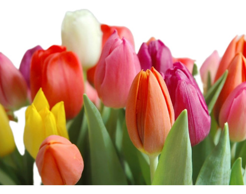 Bulbos De Tulipanes Grandes, Importados De Holanda X8 Unid