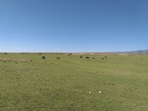 Imagen 9 de 11 de Se Venden 400 Hectareas Ganaderas En Los Gigantes Cordoba