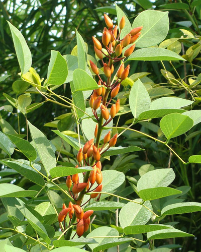 Ceibo Flor Roja