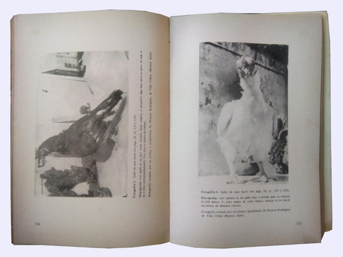 El Gallo De Riña. Rafael Mañas Perdomo 1ra. Ed. (único) (Usado)