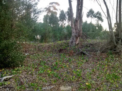 Imagen 5 de 9 de La Esmeralda, Rocha, Uruguay, Venta, Lote, Terreno, Solar.