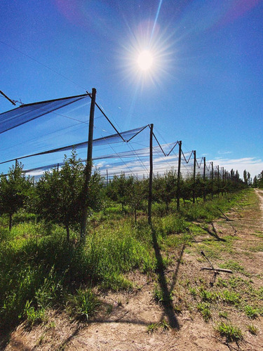 Finca Premium De Ciruelas Dagen Con Infraestructura De Alta Tecnología Cuadro Benegas San Rafael
