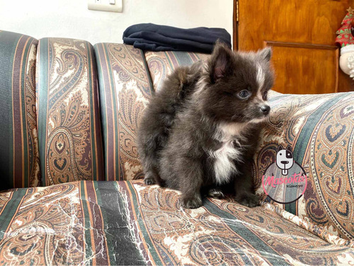 Imagen 2 de 5 de Espectaculares Cachorros Pomerania Genblue Mascotas Rionegro
