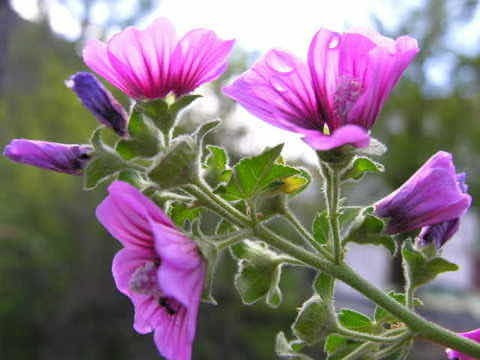 Semillas De Malva Arborea Hermosa Floración