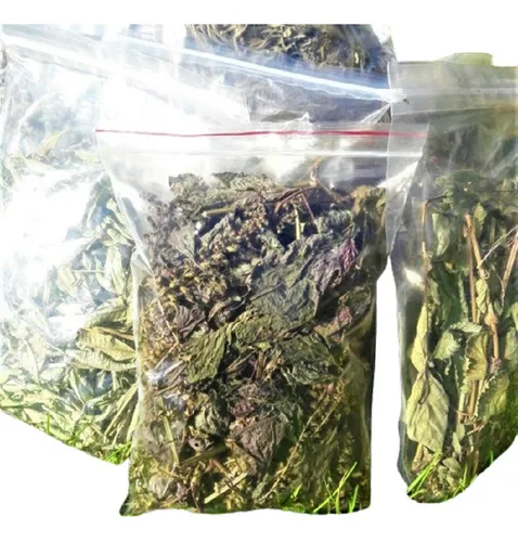 comprar Perilla Shiso Seca Y Mas Yuyos Vivero Orgánico Cielo Verde