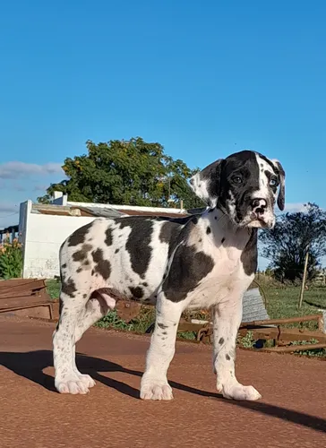 Cachorros Gran Danes Linea Europea Únicos!! Con Pedigree Kcu Negro