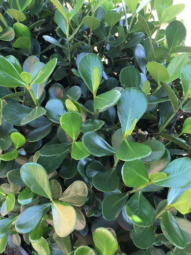 6 Mudas De Clusia Arbusto Unidade Jardim Cerca Viva Cruzia