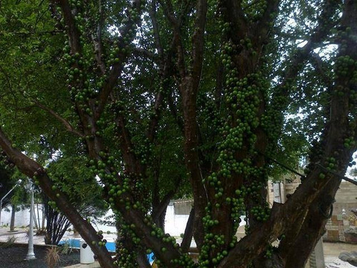Imagem 5 de 12 de Casa À Venda Em Mansões Santo Antônio - Ca005107
