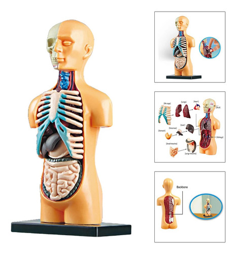 Modelo De Cuerpo De Torso Humano, Anatomía Anatómica,