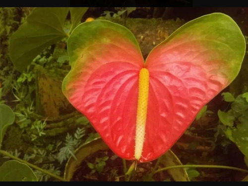 3 Anthurium Y Lycaste