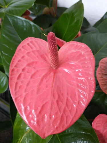 3 Hoyas Y Un Anthurium