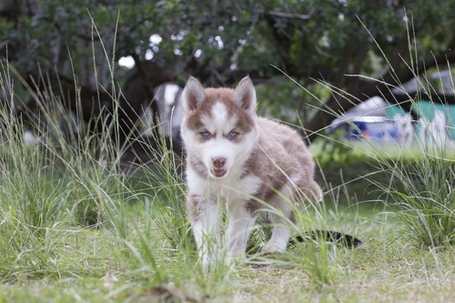 Imagen 2 de 10 de Husky Siberiano Manto Rojo Hembra