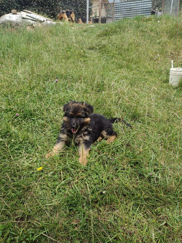 Vendo Cachorros Pastor Alemán Para Entrega Inmediata 