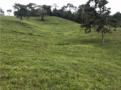 Vendo Fk 400 Cuadras Aptas Para Hass Pueblo Rico (risaralda)