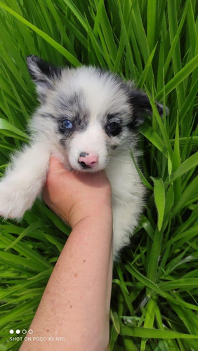 Border Collie Merle Cachorros Exotic Perros Disponibles