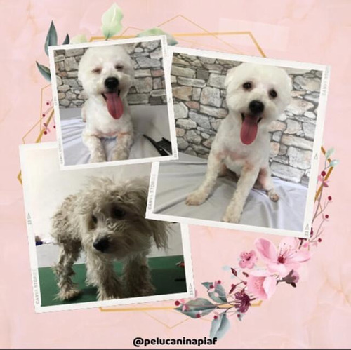 Imagen 11 de 12 de Peluquería Canina - Traslados Para Mascotas - Reiki Y Gemo.