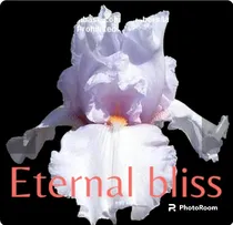 Comprar 3 Rizoma De Lirios Barbados O Iris Germánica Eternal Bliss