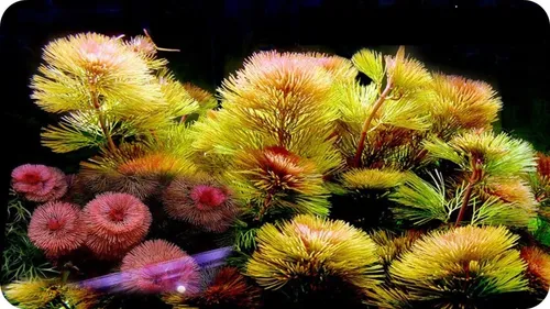 Cabomba Furcata, Planta Natural Para Acuario.