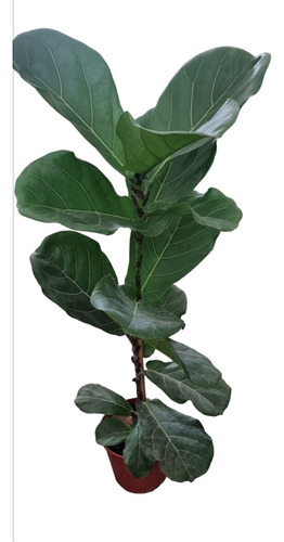 Ficus Pandurata Ideal Para Decorar Ambientes Exelentes,  