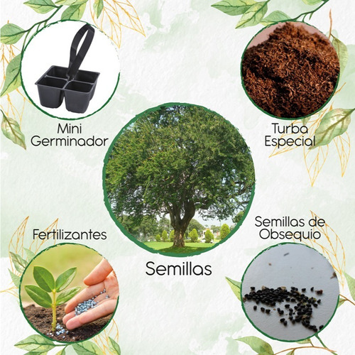 25 Semillas De Árbol Chiminango + Mini Kit De Germinación