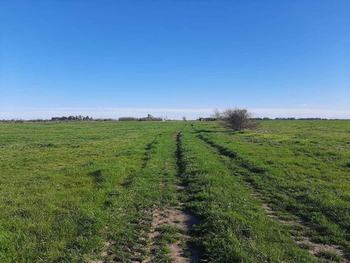 Imagen 5 de 7 de Venta Campo Agricola Ruta 2 El Peligro 198 Hectareas