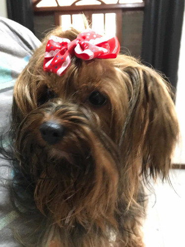 Imagem 5 de 5 de Vendo Linda Ninhada De Yorkshire 2 Machos E 2 Fêmeas
